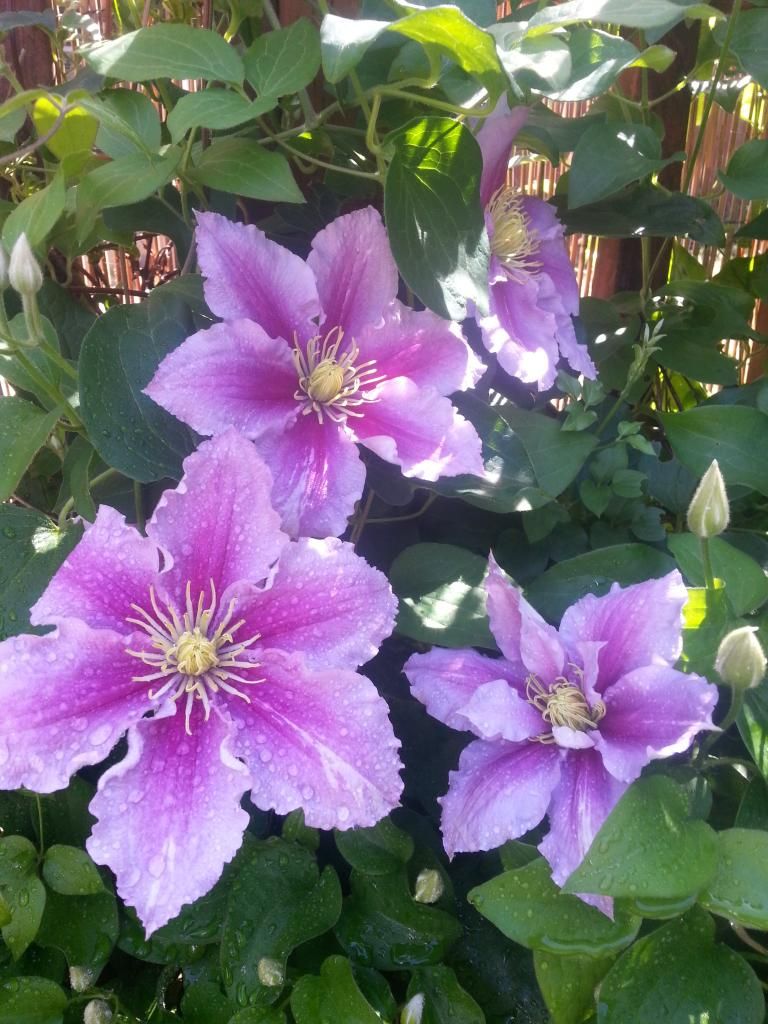  photo 20140608_151550_zpswvmt9io8.jpg